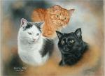 CATS