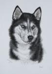 Suri