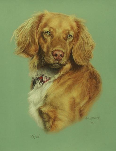 Olive the Sprocker