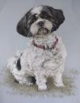 pastel panting of Josie