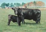 COWS & SHEEP