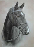 Black Horse in pastel